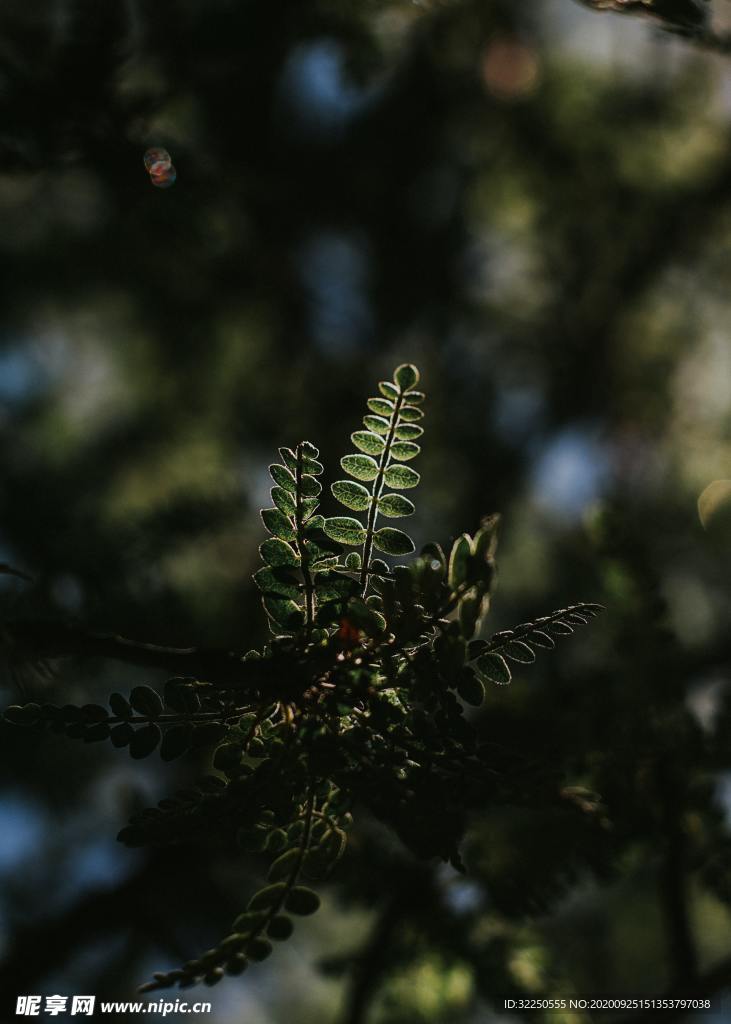 绿色植物