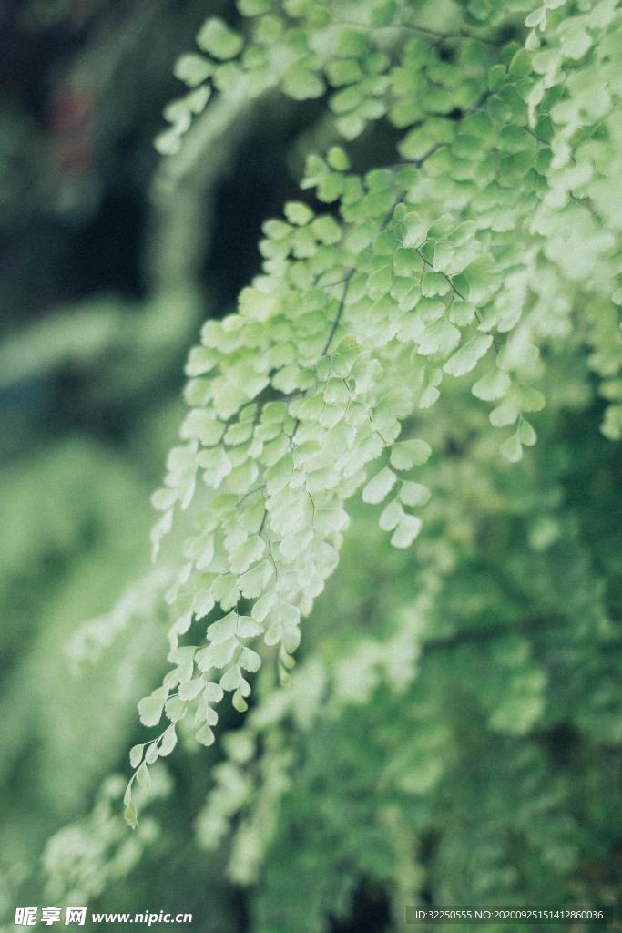 绿色植物