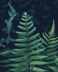 绿色植物