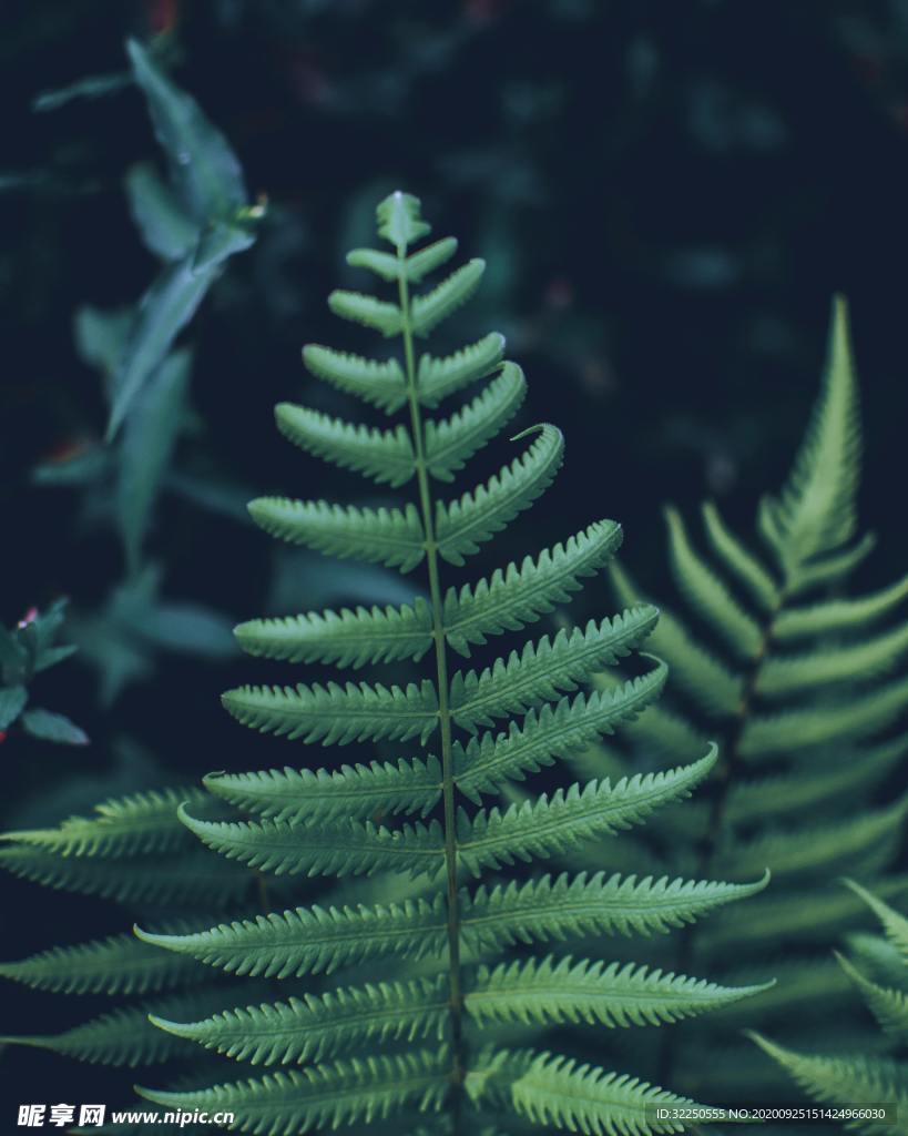 绿色植物