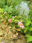 花苞