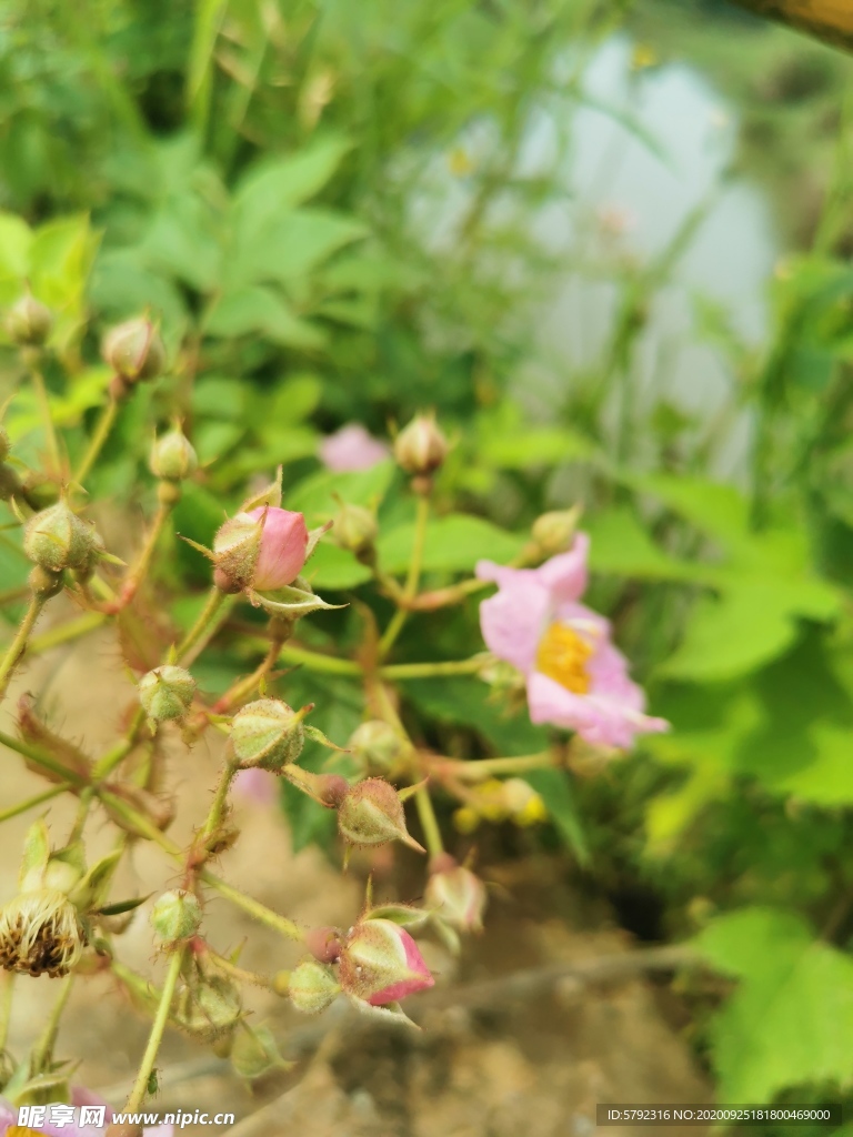 花苞