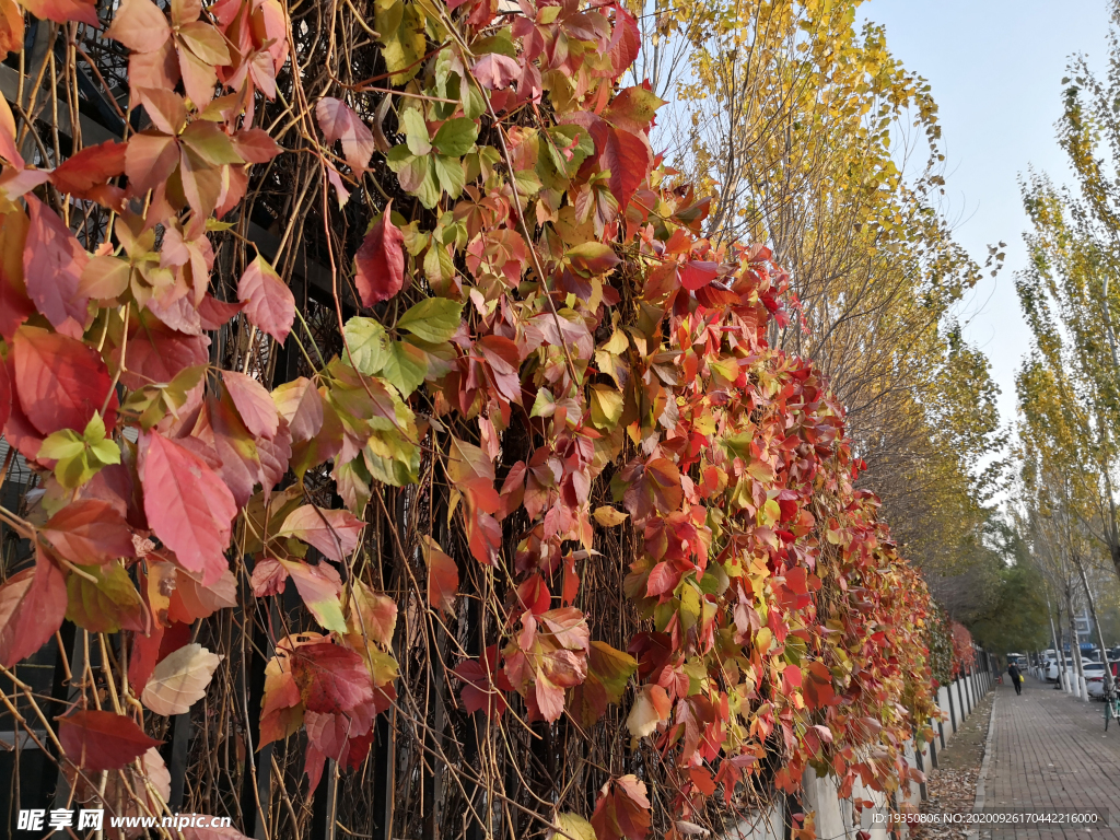 秋天墙上的红色爬山虎叶子