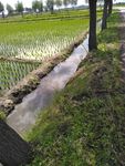 水稻