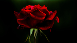玫瑰花