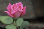 玫瑰花