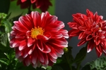 大丽花