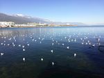 洱海海鸥风景