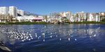 大理洱海海鸥风光
