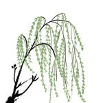 手绘杨柳元素