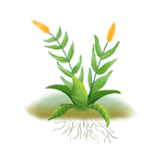 手绘植物元素