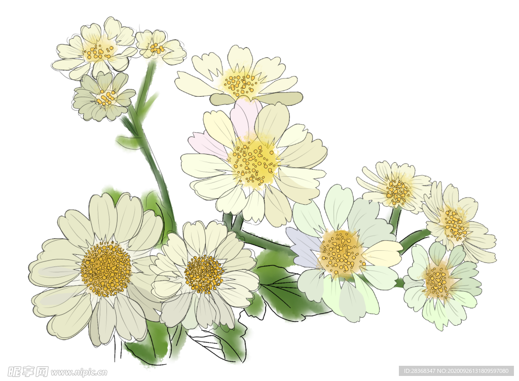 菊花素材