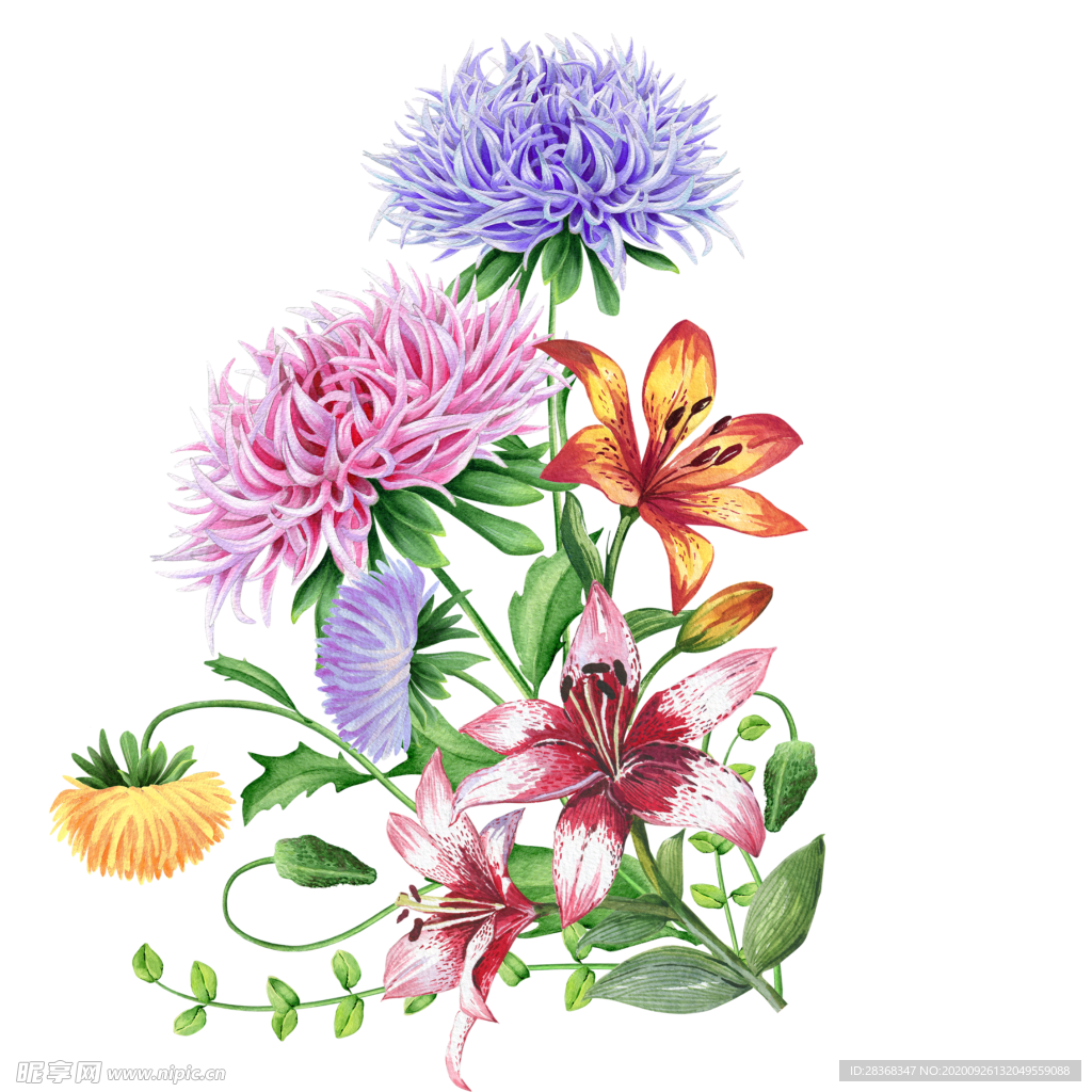 菊花素材