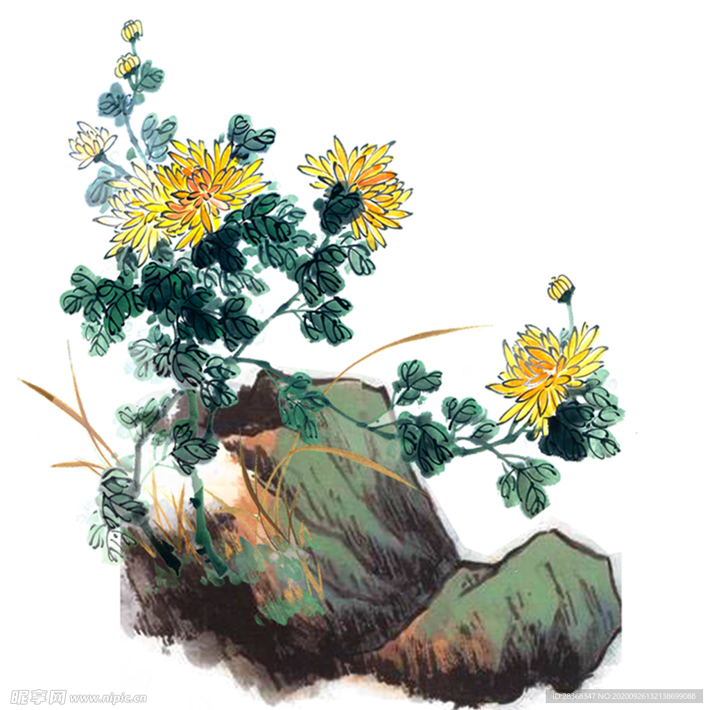 菊花素材