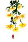 菊花素材