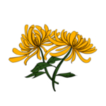 菊花素材