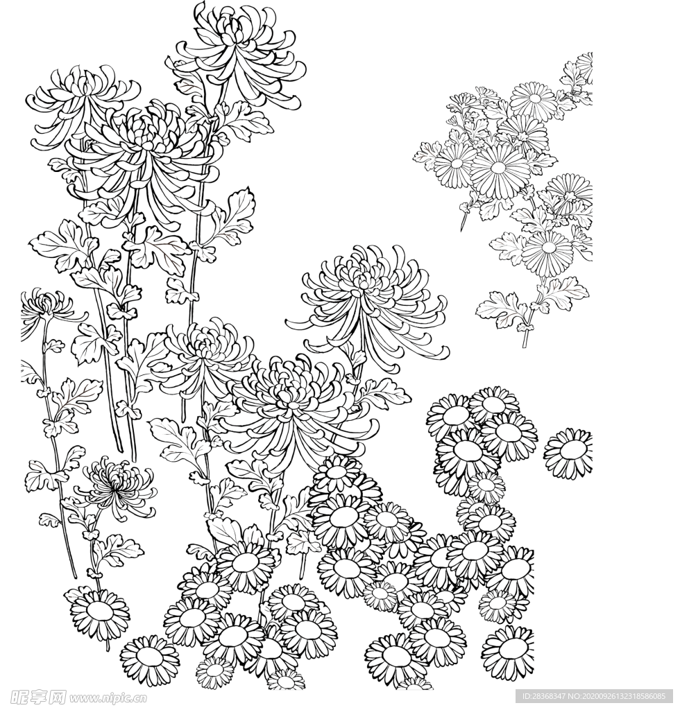 菊花素材