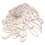 菊花素材