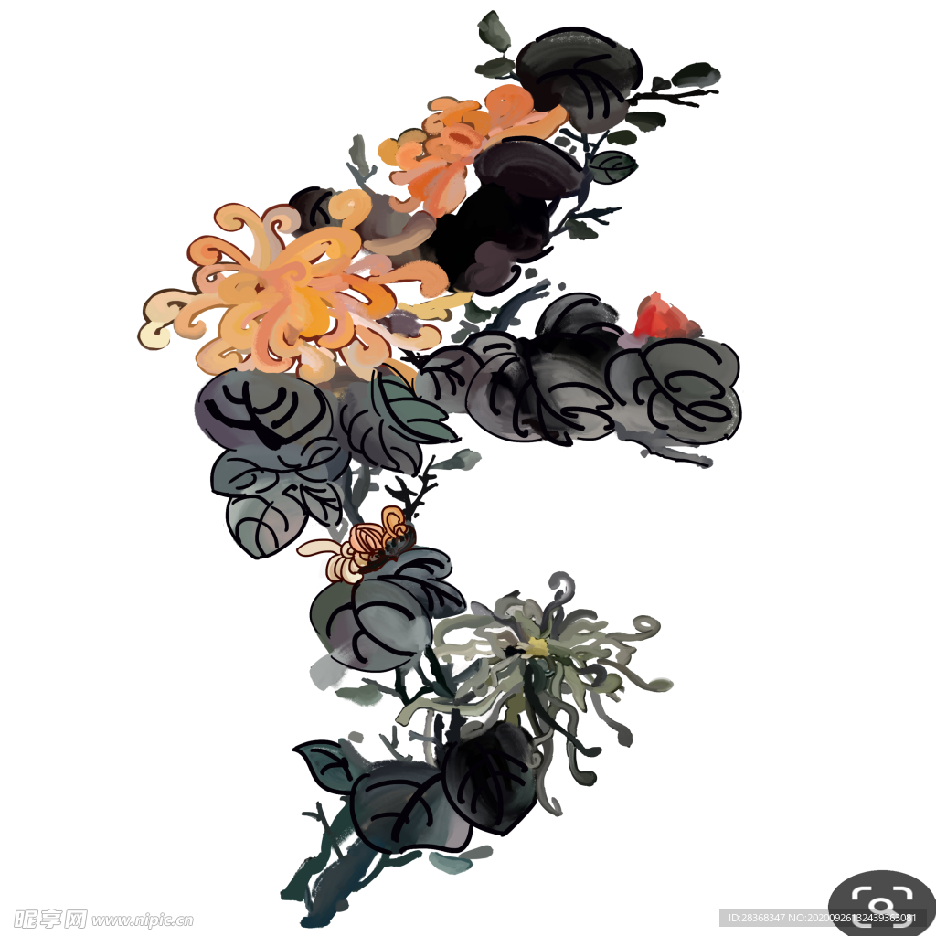菊花素材