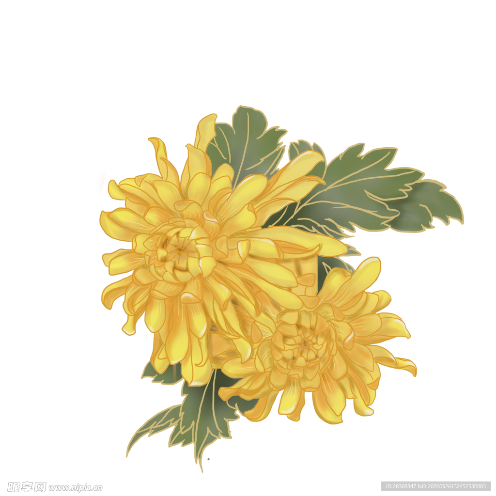 菊花素材