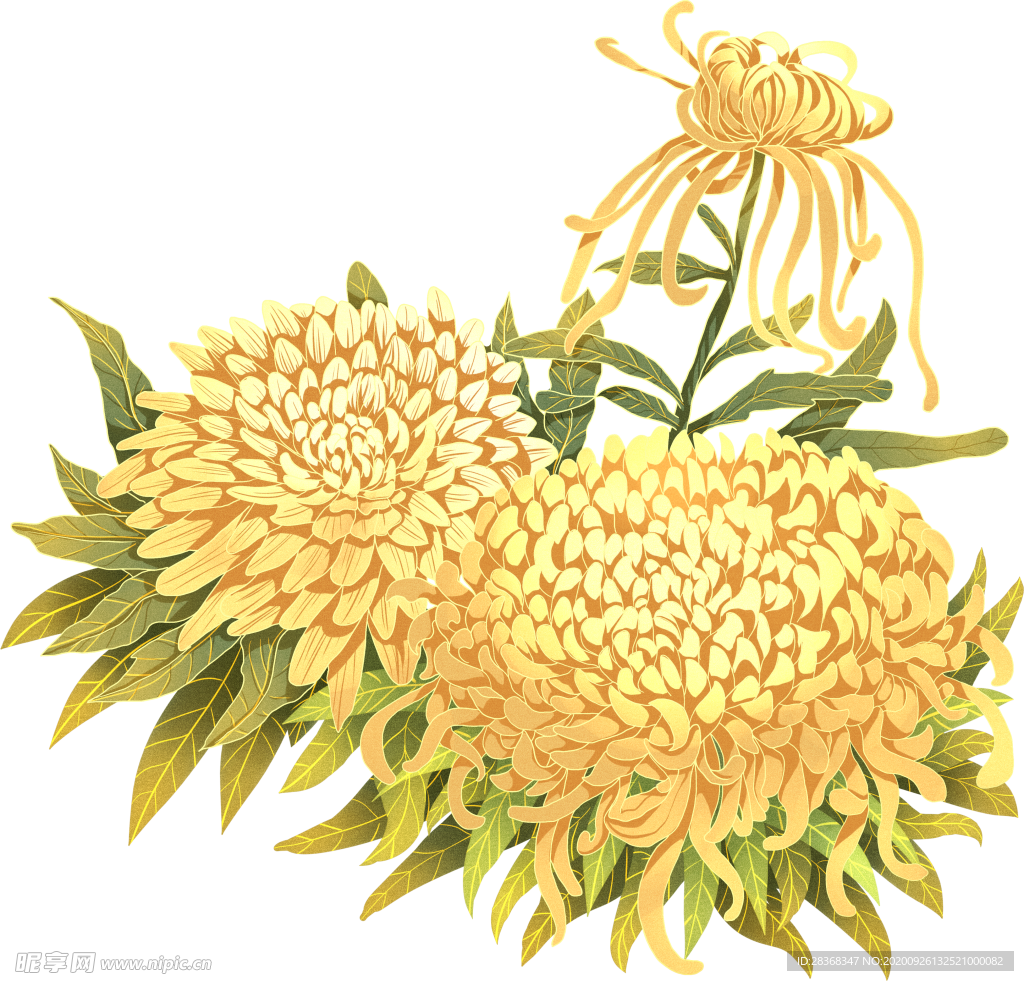 菊花素材