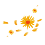菊花素材