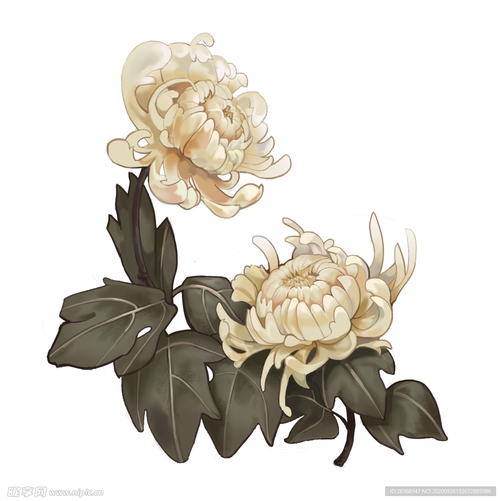 菊花素材