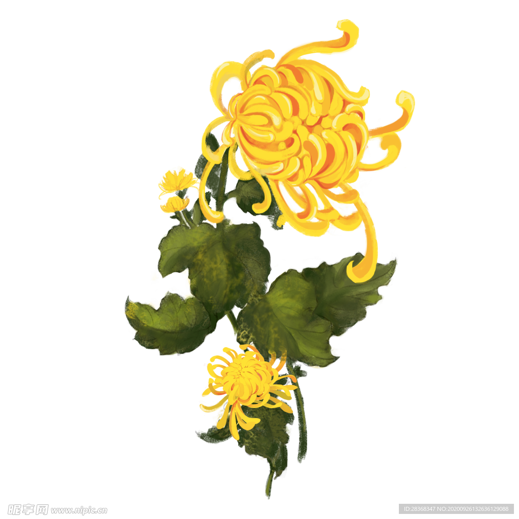 菊花素材