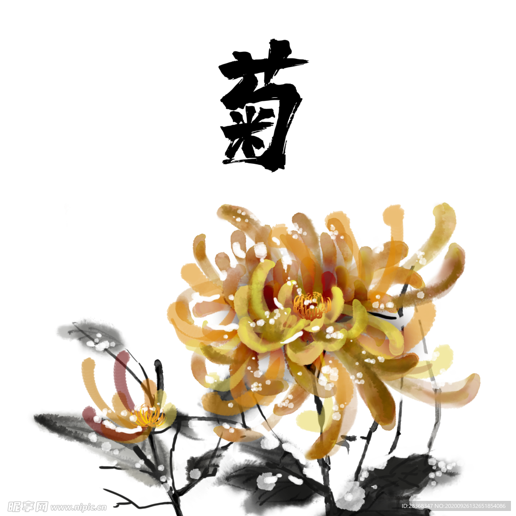 菊花素材
