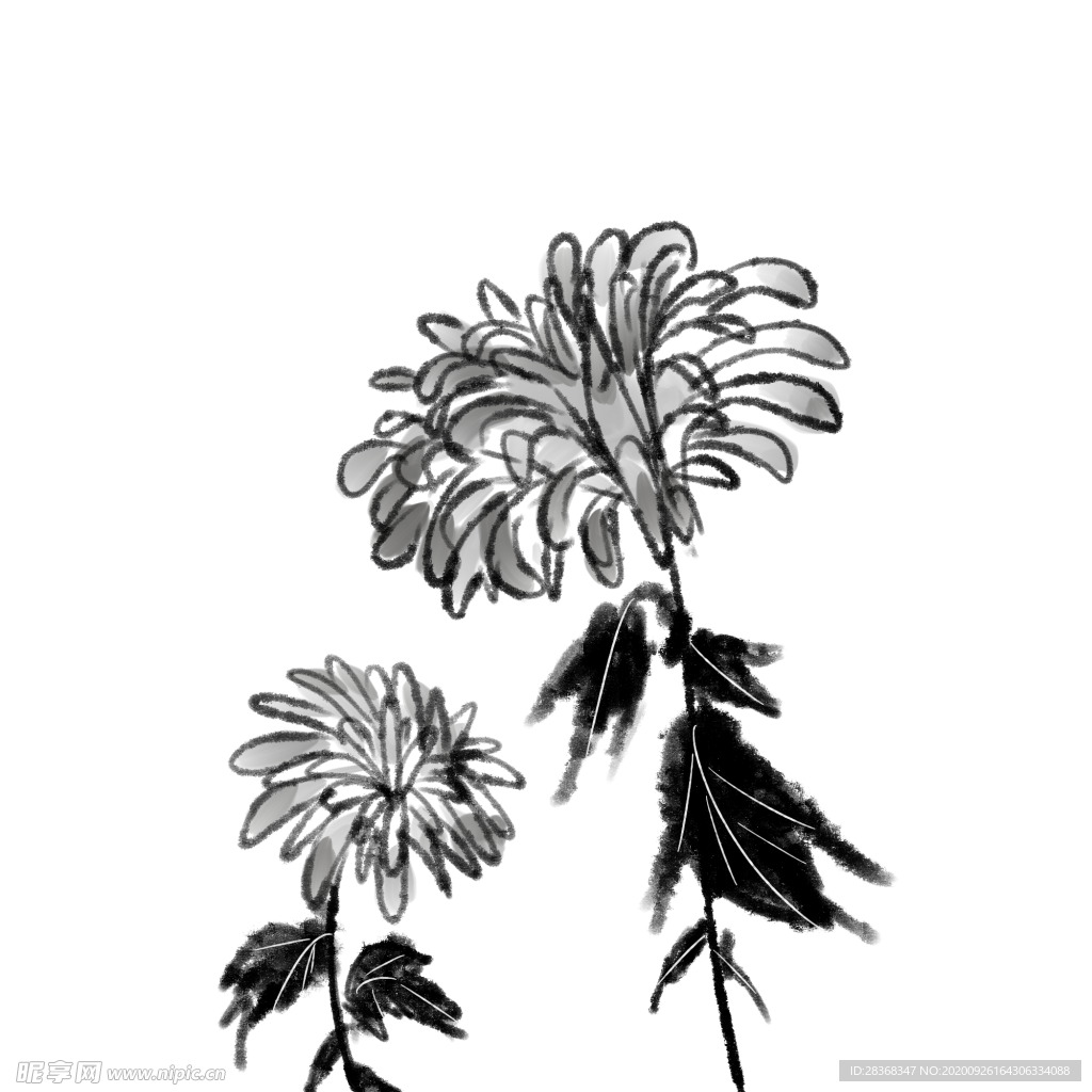 菊花素材