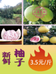 柚子海报