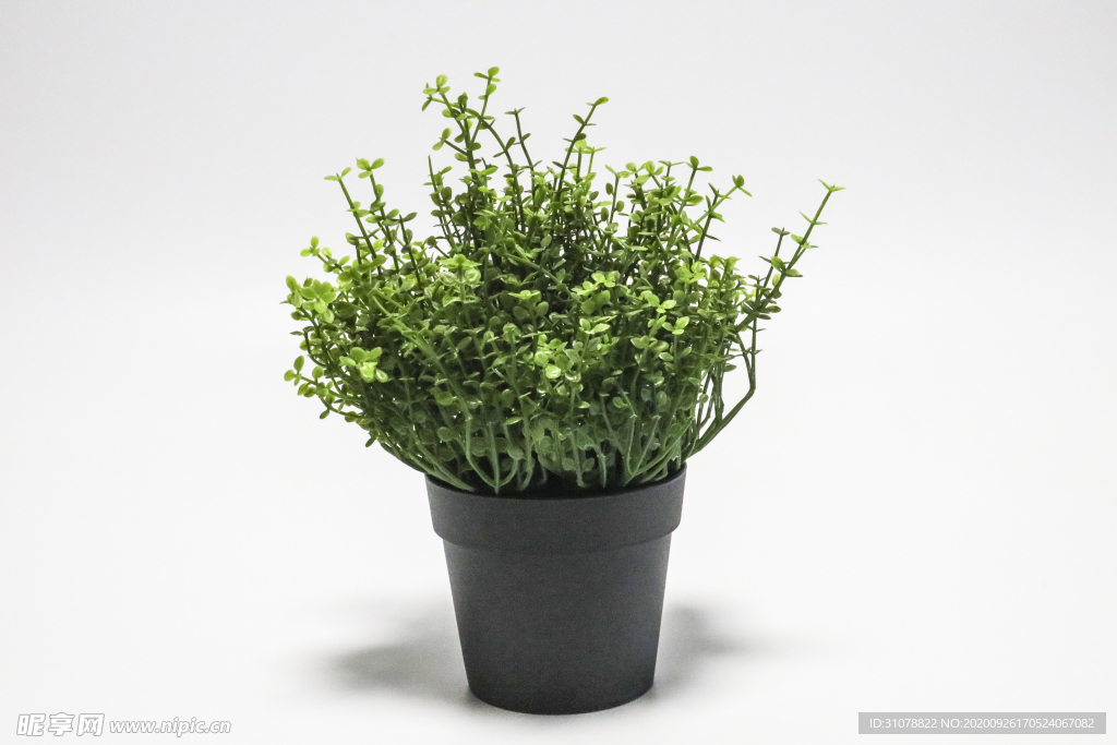 清新绿色植物盆栽