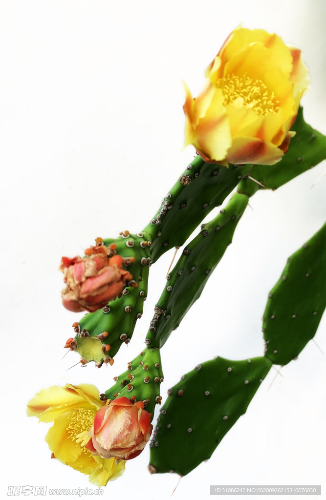 仙人掌花
