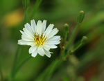 白色小花