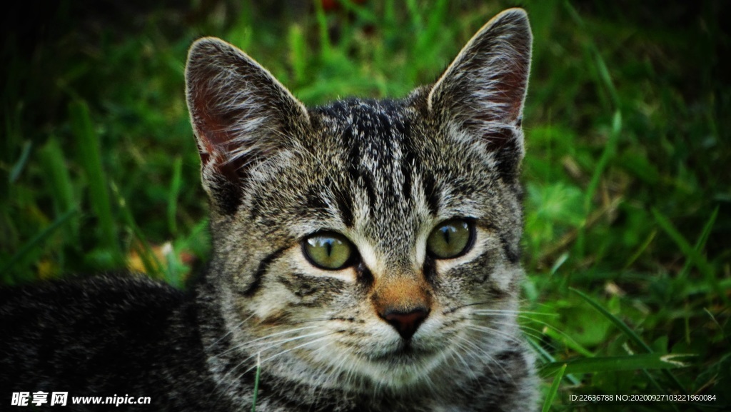 家猫