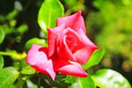 玫瑰花