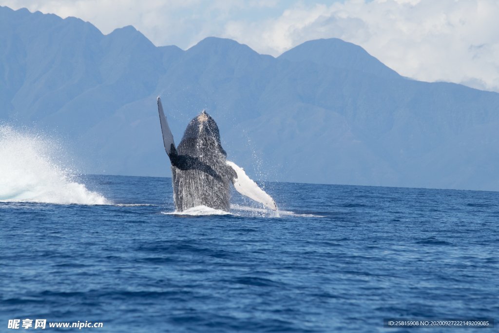 海底世界 鲸鱼 蓝鲸 白鲸