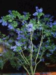 花花