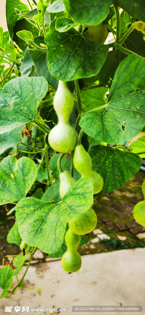 葫芦藤