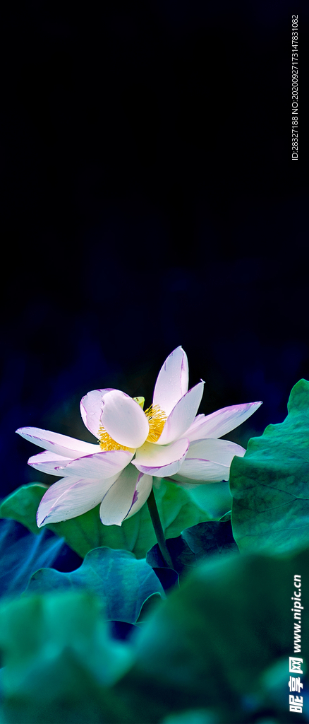 手机壁纸