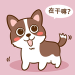 柯基丁丁