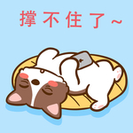 柯基丁丁