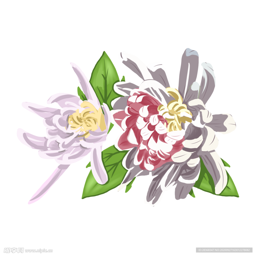 菊花