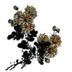 菊花