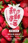 草莓海报