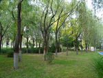 公园树