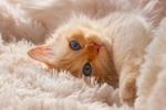 小猫宠物猫咪动物背景