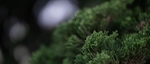 绿色植物树枝树叶背景