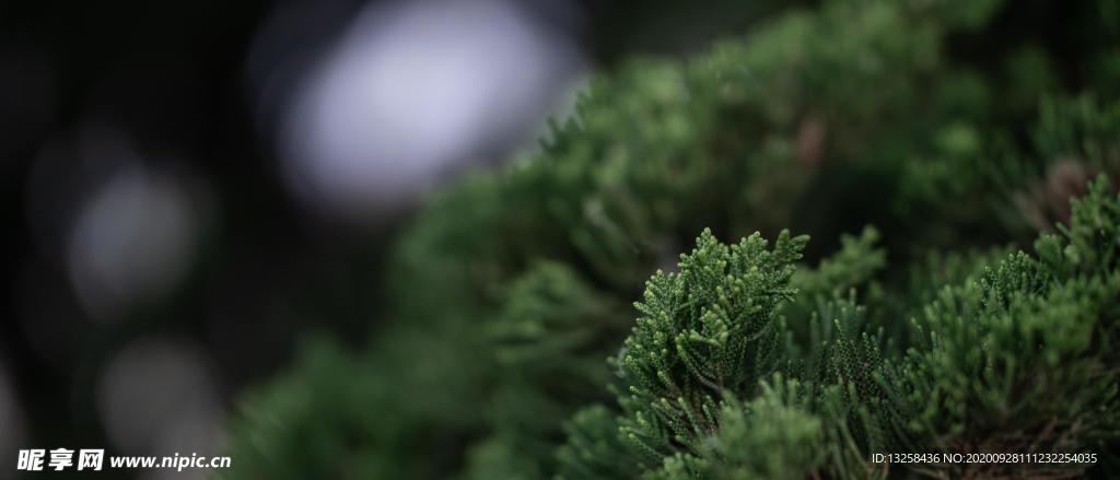 绿色植物树枝树叶背景