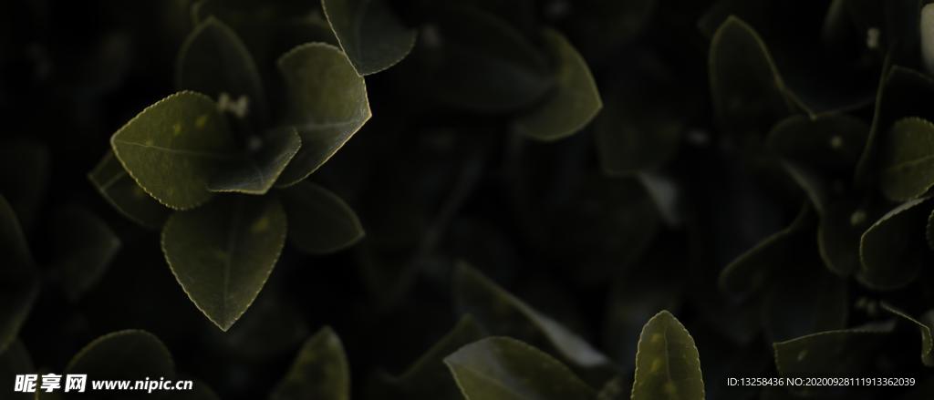 绿叶植物树枝树叶背景